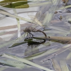 Anax papuensis at Amaroo, ACT - 16 Oct 2018 11:59 AM