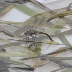 Anax papuensis at Amaroo, ACT - 16 Oct 2018 11:59 AM