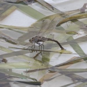 Anax papuensis at Amaroo, ACT - 16 Oct 2018 11:59 AM