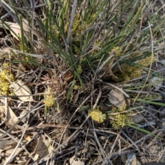 Lomandra filiformis (Wattle Mat-rush) at Red Hill to Yarralumla Creek - 29 Oct 2018 by JackyF