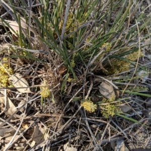 Lomandra filiformis at Deakin, ACT - 29 Oct 2018