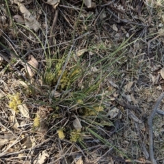 Lomandra filiformis at Deakin, ACT - 29 Oct 2018