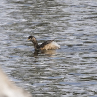 Tachybaptus novaehollandiae (Australasian Grebe) at Amaroo, ACT - 16 Oct 2018 by Alison Milton