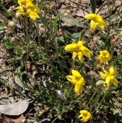 Goodenia pinnatifida (Scrambled Eggs) at Red Hill to Yarralumla Creek - 29 Oct 2018 by JackyF