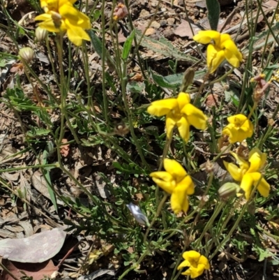 Goodenia pinnatifida (Scrambled Eggs) at Red Hill to Yarralumla Creek - 29 Oct 2018 by JackyF