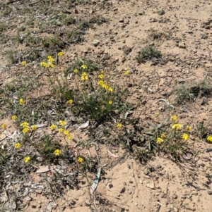 Goodenia pinnatifida at Deakin, ACT - 30 Oct 2018