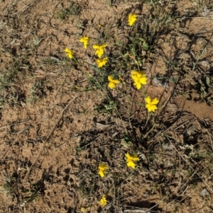 Goodenia pinnatifida at Deakin, ACT - 29 Oct 2018 05:27 PM