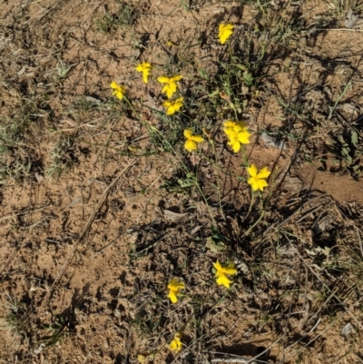 Goodenia pinnatifida (Scrambled Eggs) at Red Hill to Yarralumla Creek - 29 Oct 2018 by JackyF