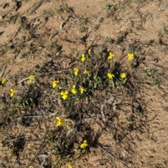 Goodenia pinnatifida at Deakin, ACT - 29 Oct 2018 05:27 PM