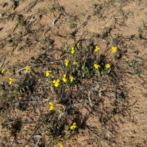 Goodenia pinnatifida at Deakin, ACT - 29 Oct 2018