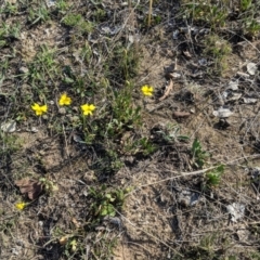 Goodenia pinnatifida at Deakin, ACT - 29 Oct 2018 05:27 PM