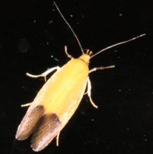 Chrysonoma paracycla at undefined - 26 Oct 2018 09:48 PM