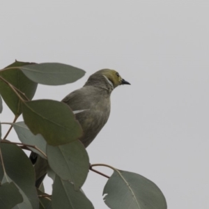 Ptilotula penicillata at Amaroo, ACT - 16 Oct 2018 12:36 PM