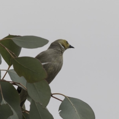 Ptilotula penicillata (White-plumed Honeyeater) at Amaroo, ACT - 16 Oct 2018 by AlisonMilton