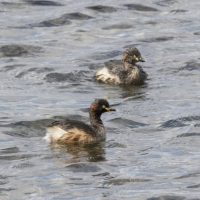 Tachybaptus novaehollandiae (Australasian Grebe) at Yerrabi Pond - 16 Oct 2018 by Alison Milton