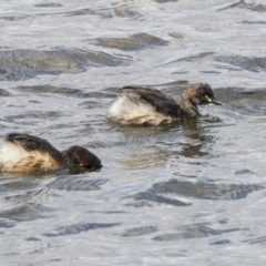 Tachybaptus novaehollandiae at Amaroo, ACT - 16 Oct 2018