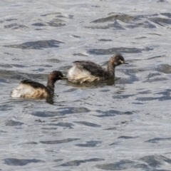 Tachybaptus novaehollandiae at Amaroo, ACT - 16 Oct 2018