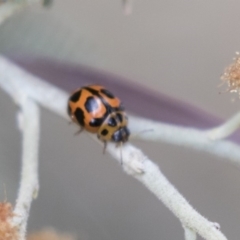 Peltoschema oceanica (Oceanica leaf beetle) at Yerrabi Pond - 16 Oct 2018 by Alison Milton