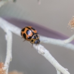 Peltoschema oceanica (Oceanica leaf beetle) at Amaroo, ACT - 16 Oct 2018 by Alison Milton