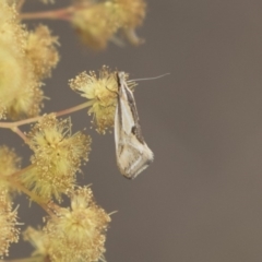 Thema macroscia (A concealer moth) at Yerrabi Pond - 16 Oct 2018 by AlisonMilton
