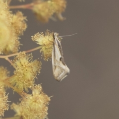 Thema macroscia (A concealer moth) at Amaroo, ACT - 16 Oct 2018 by AlisonMilton