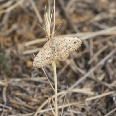 Scopula rubraria (Reddish Wave, Plantain Moth) at Gungahlin, ACT - 15 Oct 2018 by Alison Milton