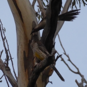 Anthochaera carunculata at Deakin, ACT - 27 Oct 2018 06:25 PM