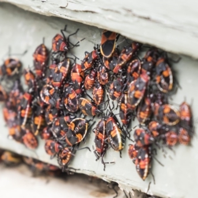 Dindymus versicolor (Harlequin Bug) at Rendezvous Creek, ACT - 16 Oct 2018 by Alison Milton