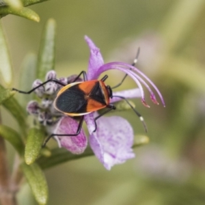 Dindymus versicolor at Rendezvous Creek, ACT - 17 Oct 2018