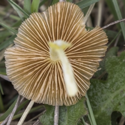 Bolbitiaceae at Namadgi National Park - 16 Oct 2018 by Alison Milton