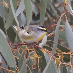 Pardalotus striatus (Striated Pardalote) at Rendezvous Creek, ACT - 17 Oct 2018 by AlisonMilton