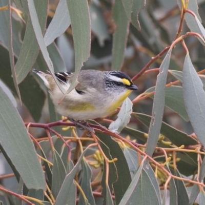 Pardalotus striatus (Striated Pardalote) at Rendezvous Creek, ACT - 17 Oct 2018 by AlisonMilton