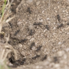 Rhytidoponera metallica (Greenhead ant) at Namadgi National Park - 16 Oct 2018 by Alison Milton