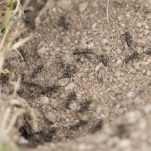 Rhytidoponera metallica at Rendezvous Creek, ACT - 17 Oct 2018