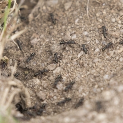 Rhytidoponera metallica (Greenhead ant) at Rendezvous Creek, ACT - 17 Oct 2018 by AlisonMilton