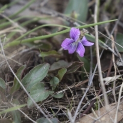 Viola betonicifolia (Mountain Violet) at Rendezvous Creek, ACT - 16 Oct 2018 by AlisonMilton