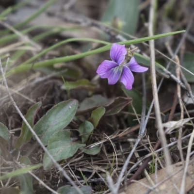 Viola betonicifolia (Mountain Violet) at Rendezvous Creek, ACT - 17 Oct 2018 by AlisonMilton