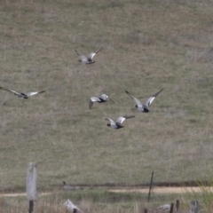 Chenonetta jubata (Australian Wood Duck) at Namadgi National Park - 16 Oct 2018 by AlisonMilton