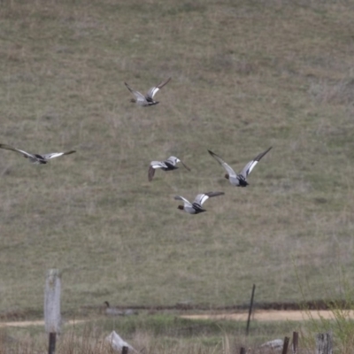 Chenonetta jubata (Australian Wood Duck) at Namadgi National Park - 16 Oct 2018 by AlisonMilton