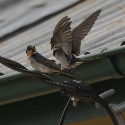 Hirundo neoxena (Welcome Swallow) at Rendezvous Creek, ACT - 16 Oct 2018 by Alison Milton