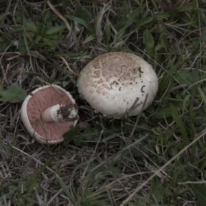 Agaricus sp. at Rendezvous Creek, ACT - 17 Oct 2018 10:58 AM