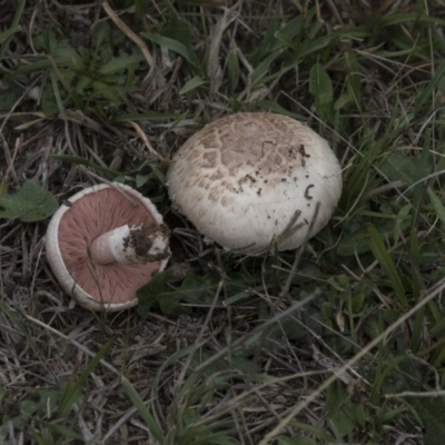 Agaricus sp. (Agaricus) at Rendezvous Creek, ACT - 17 Oct 2018 by AlisonMilton