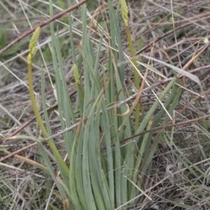 Bulbine glauca at Rendezvous Creek, ACT - 17 Oct 2018 11:32 AM