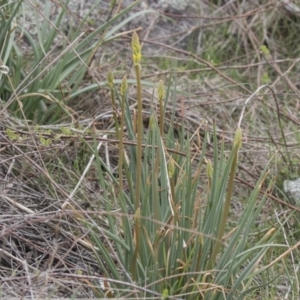 Bulbine glauca at Rendezvous Creek, ACT - 17 Oct 2018