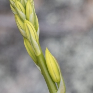 Bulbine glauca at Rendezvous Creek, ACT - 17 Oct 2018 11:32 AM