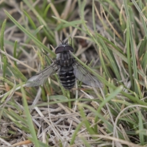 Dasybasis sp. (genus) at Rendezvous Creek, ACT - 17 Oct 2018 10:47 AM