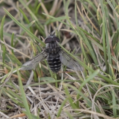 Dasybasis sp. (genus) (A march fly) at Rendezvous Creek, ACT - 16 Oct 2018 by AlisonMilton