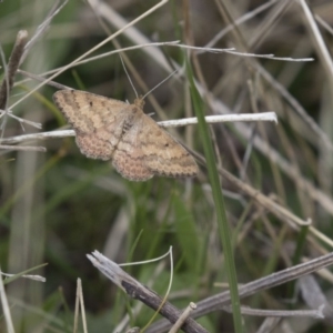 Scopula rubraria at Rendezvous Creek, ACT - 17 Oct 2018 11:14 AM