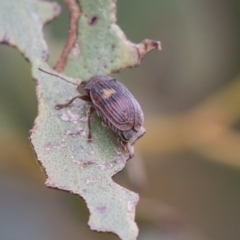 Cadmus (Cadmus) crucicollis (Leaf beetle) at Rendezvous Creek, ACT - 17 Oct 2018 by Alison Milton