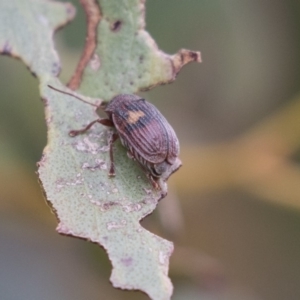 Cadmus (Cadmus) crucicollis at Rendezvous Creek, ACT - 17 Oct 2018